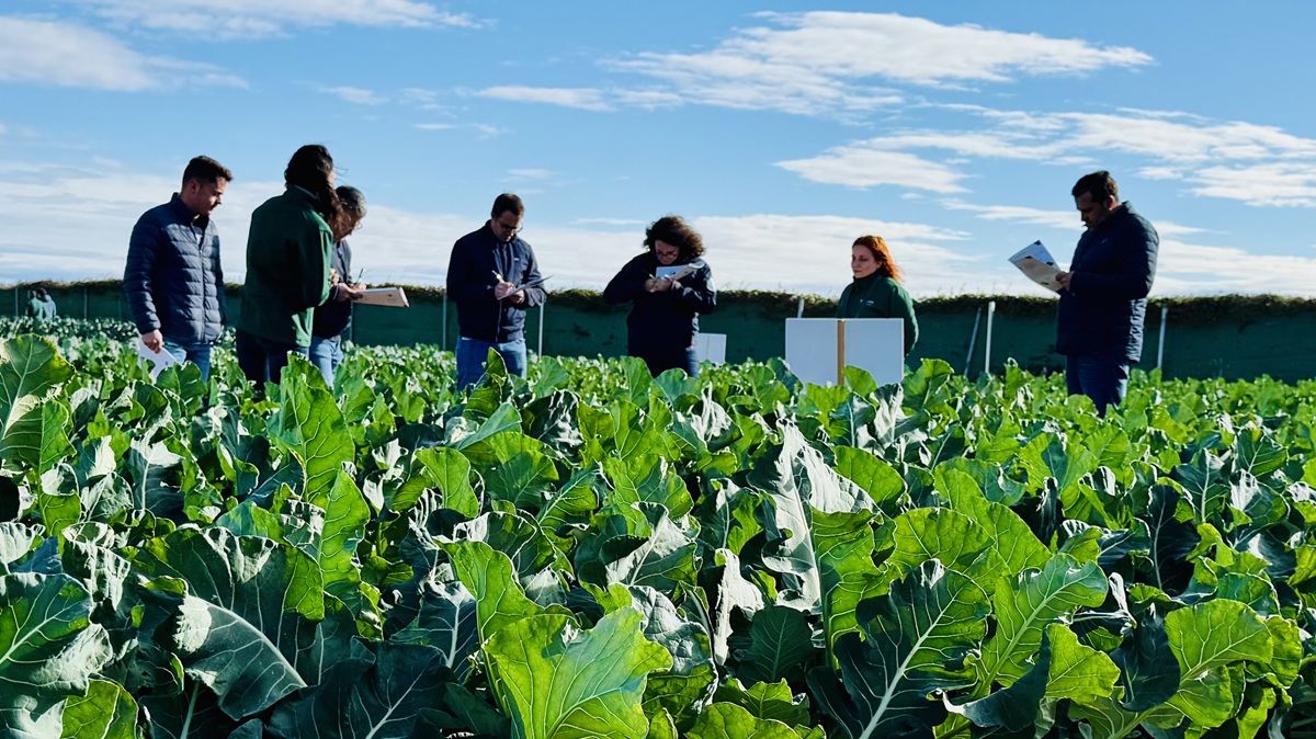 Innovación, conocimiento y debate en el nuevo formato de los Brassicas Winter Days de Sakata.jpg